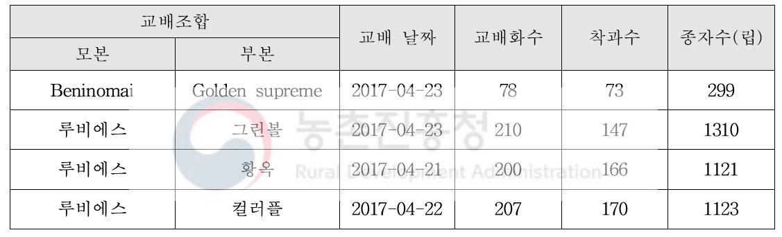 저장성 및 과피색 분자표지 개발을 위한 인공교배 결과