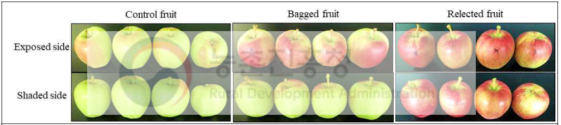 광 처리에 따른 과실의 착색 형태