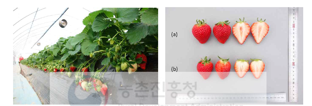 ‘아리향’ 촉성(토경) 재배시 착과 및 과실((a) 아리향, (b) 설향) 외관 특성