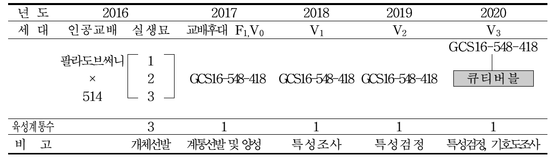 ‘큐티버블’ 품종 육성 계보도