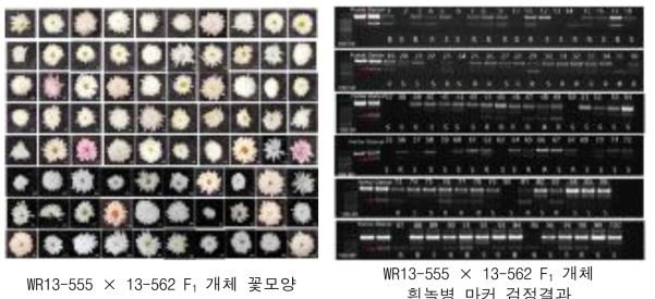 WR13-555 × 13-562 후대개체 꽃모양 및 OPI13 마커 검정결과
