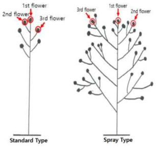 Flowering location of cut rose: 1st flower, 2nd flower, 3rd flower of standard and spray types