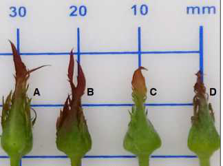 Floral bud features in the early flower bud development stage. the photograph (From left to right) represent each flower bud of the the ‘Akito’ (A), ‘Bravo’ (B), ‘Gelfaray’ (C) and ‘Khaled’ (D) at the early stage of androecium