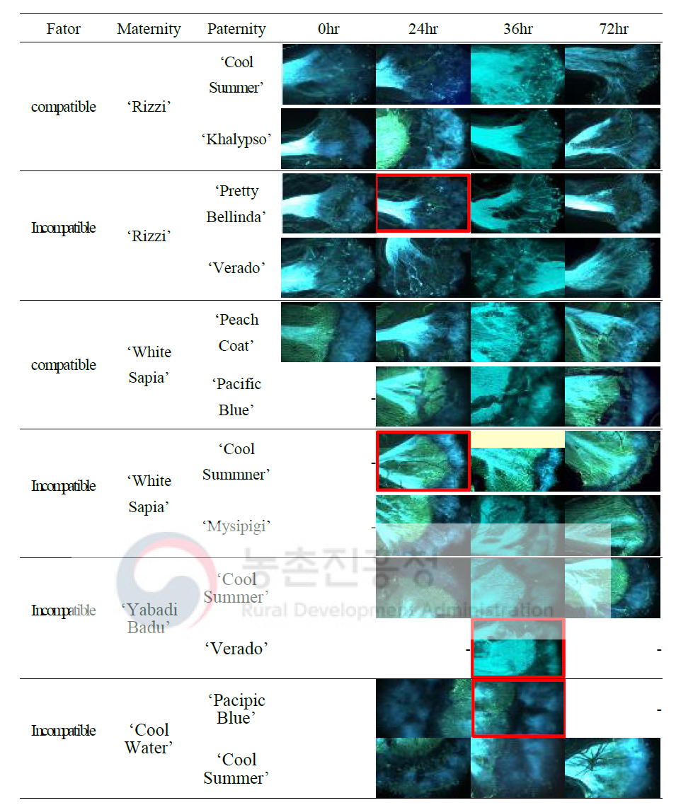 Pollen tube elongation into styles of compatible and incompatible combination. The styles were collected at 0, 24, 36, 72 hour after artificial pollination. Scale bar represent 300μm