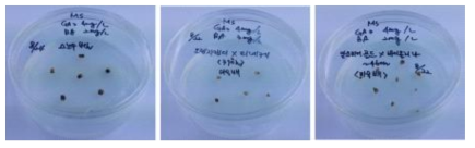 미숙종자 기내배양