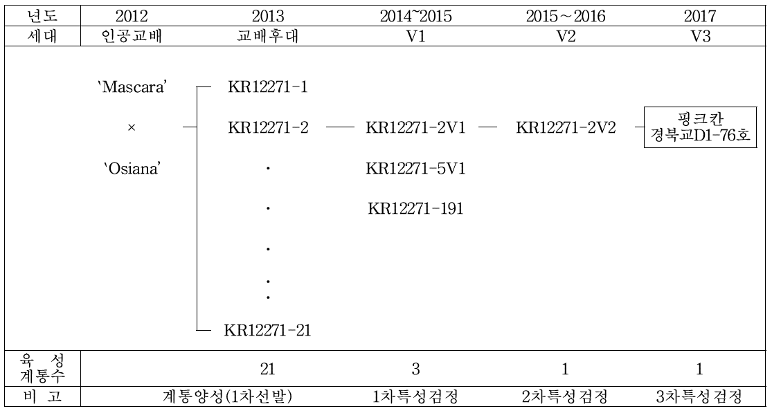 `핑크칸’ 품종의 육성과정