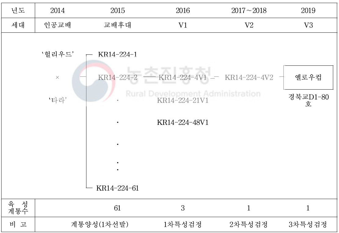 `옐로우컵’ 품종의 육성과정