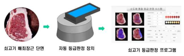 소도체의 배최장근단면 영상정보를 이용한 자동 품질등급 판정 시스템