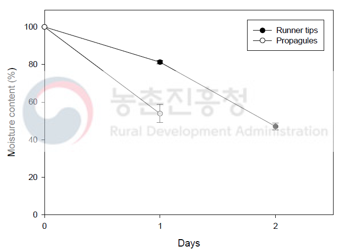 관수 후 일수에 따른 증식체 및 런너팁 배지 내 수분 함량