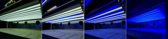 실험에 사용된 cool white LEDs 및 blue LEDs 처리구 사진