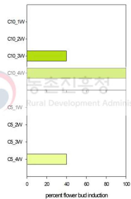 매향 딸기 묘 크기(C10 및 C5)에 따른 저온 단일처리(1W, 2W, 3W 및 4W) 이후 화아분화율(n=5)