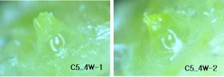 C5 저온 단일처리(1W, 2W, 3W 및 4W) 이후 화아분화 검경