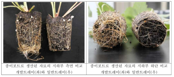 종이포트로 생산된 자묘의 정식 후 뿌리 활력 비교