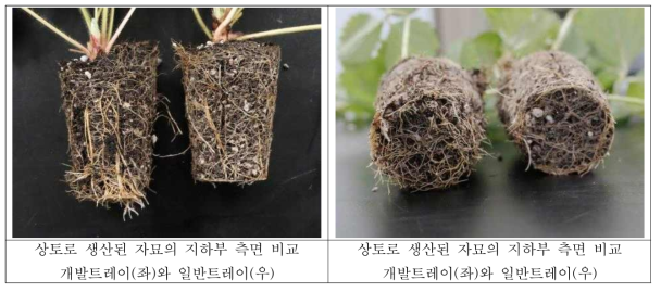 딸기전용상토로 생산된 자묘의 정식 후 뿌리 활력 비교