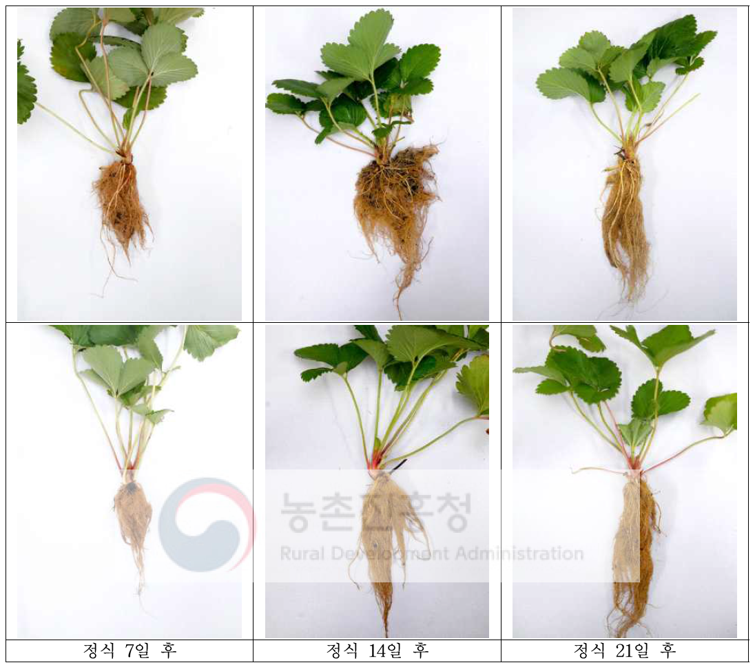 종이포트 정식 후 자묘의 생육 비교 (상: 개발트레이, 하: 일반트레이)