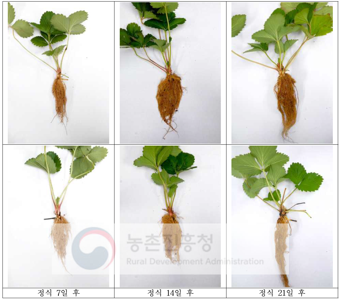 딸기전용상토 정식 후 자묘의 생육 비교 (상: 개발트레이, 하: 일반트레이)