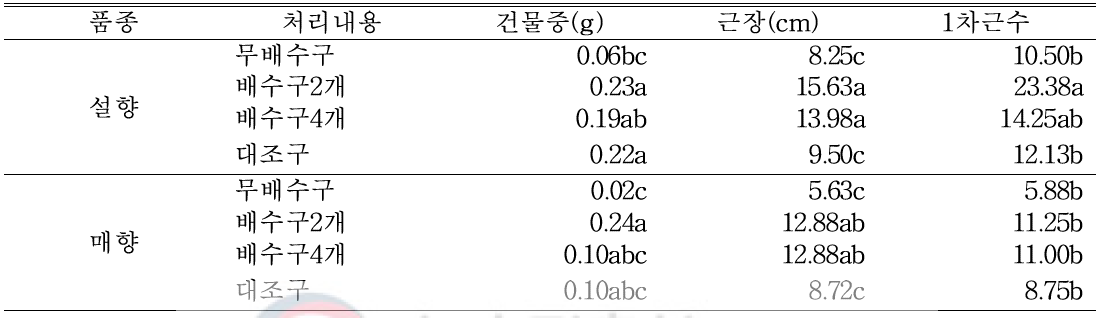 8월 31일(자묘 유인 2주 후) 처리별 근권부 생육 조사 (생분해성 종이포트)