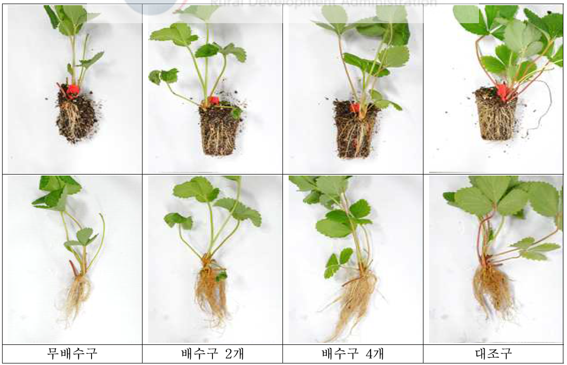 딸기전용상토 정식 3주 후 생육 변화 (매향)