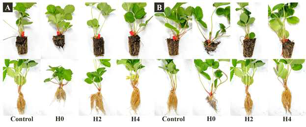 딸기전용상토에서 배수구 조절에 따른 자묘의 근권부 생육 변화 A: 설향, B: 매향