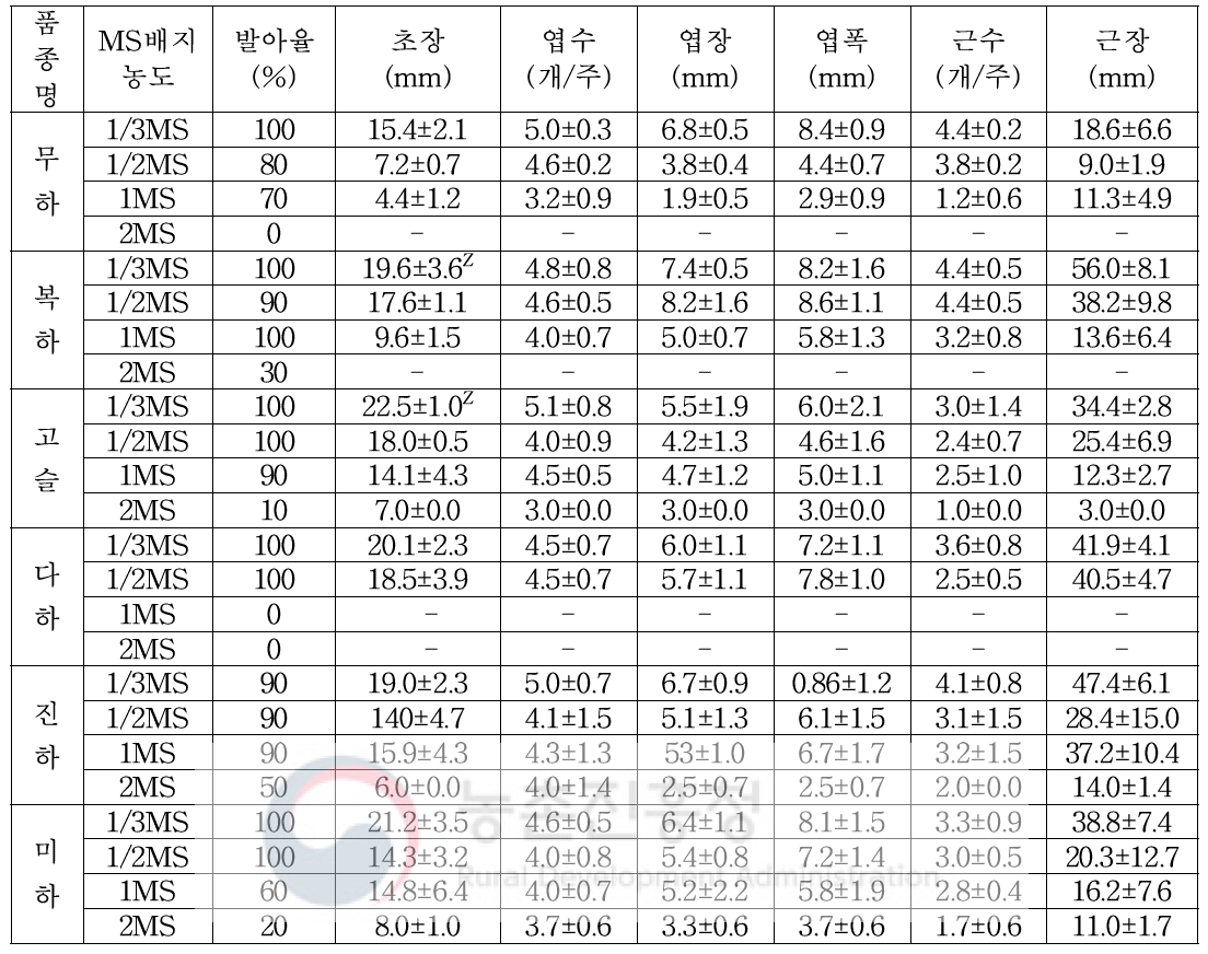 사계성 딸기 품종 별 MS 배지 농도 구명