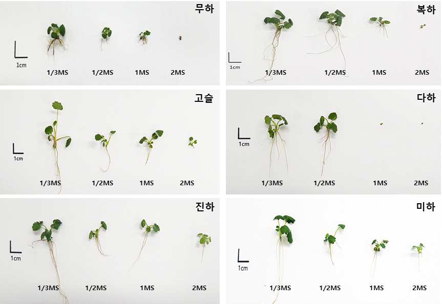 MS 배지 농도에 따른 사계성 딸기 품종의 생육비교