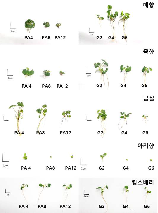 배지경화제 종류 및 농도에 따른 일계성 딸기 품종의 생육비교