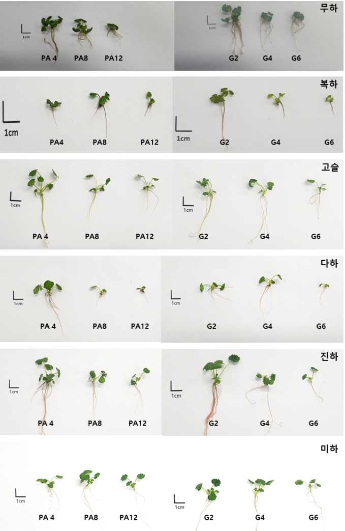 배지경화제 종류 및 농도에 따른 일계성 딸기 품종의 생육비교