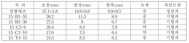 2015년도 ‘설향’의 호르몬 처리에 따른 변이주의 후대 변이연속성 검정(생육특성)