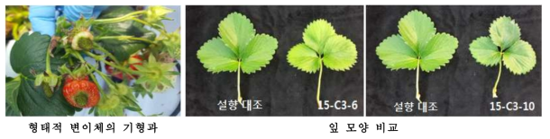 ‘설향’ 변이주의 과실모양 및 잎모양