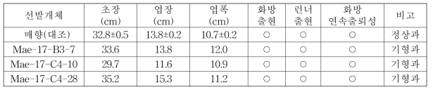 ‘매향’호르몬 처리 시 발생 변이주의 후대 검정