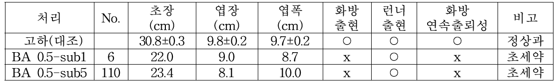 기내유지 4년차 ‘고하’ 조직배양묘의 식물 호르몬 BA 안정농도 처리 횟수에 따른 형태적 변이체의 생육특성