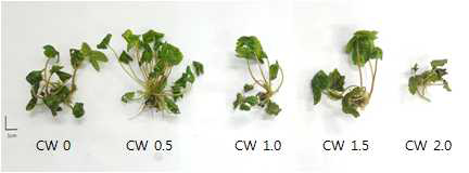 ‘매향’의 생물반응기 배양 시 coconut water 농도에 따른 기내생육 비교(8주 배양 후)