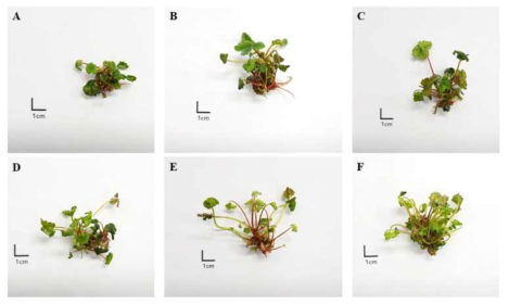 코코넛 워터의 농도별 처리에 따른 ‘매향’ 조직배양묘 증식 A:0ml·L-1, B:20ml·L-1, C:40ml·L-1, D:60ml·L-1, E:80ml·L-1, F:100ml·L-1