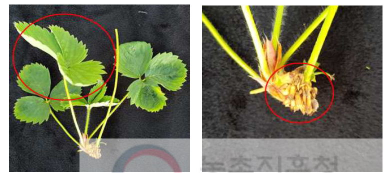 바이러스 검정 시 사용한 딸기 잎과 뿌리 절편체(좌 : 두 번째 신엽 사용, 우 : 뿌리)