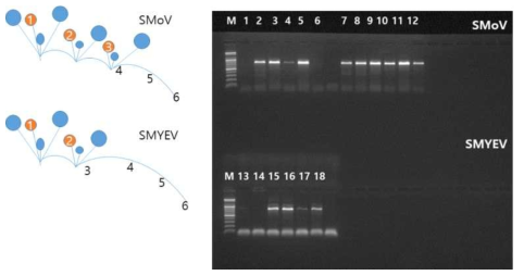 SMYEV, SMoV의 이동경로 확인(1차, 7월) ＊바이러스 감염주의 잎과 런너를 부위 별로 채취 사용 좌 : 샘플링 모식도 우 : RT-PCR을 이용한 바이러스 검정(1-6:미홍4, 7-12:미홍5, 13-18:감홍)