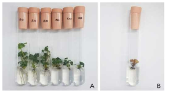 항바이러스제 ribavirin의 농도 별 처리에 따른 생육반응 *A : Ribavirin 농도 별 생육반응(좌부터 0, 10, 20, 30, 40, 50mg·L-1), B : 고농도의 ribavirin 처리(40mg·L-1 이상)로 고사한 식물체