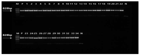 SMYEV 감염주의 항바이러스제 ‘ribavirin’ 단독처리 후 바이러스 검정 M : marker P: positive control, 1-6 : 0mg·L-1, 7-13 : 10mg·L-1, 14-22 : 20mg·L-1, 23-27 : 30mg·L-1, 28-33 : 40mg·L-1, 34 : 50mg·L-1, N : negative control