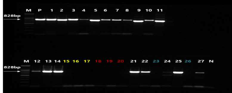 SMYEV 감염주의 항바이러스제 ‘ribavirin’처리 후 생장점 배양 시 바이러스 제거 효과 M : marker P: positive control, 1-6 : 0mg·L-1, 7-11 : 10mg·L-1, 12-17 : 20mg·L-1, 18-20 : 30mg·L-1, 21-26 : 40mg·L-1, 27 : 50mg·L-1, N : negative control