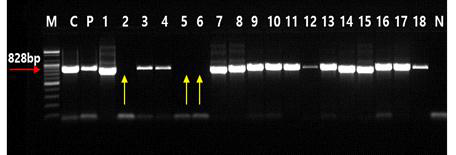 SMYEV 감염주의 항바이러스제 ‘5-azadihydrouracil’처리 후 생장점 배양 시 바이러스 제거 효과 M : marker, C : positive clone, P : positive control, 1-3 : D0, 4-6 : D10, 7-8 : D20, 9-11 : D30, 12-15 : D40, 16-18 : D50, N : negative control