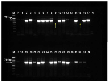 SMoV 감염주의 항바이러스제 ‘ribavirin’과 ‘5-azadihydrouracil’ 단독처리 효과 M : marker P: positive control, 1-3 : ribavirin 0mg·L-1, 4-6 : ribavirin 10mg·L-1, 7-8 : ribavirin 20mg·L-1, 9-11 : ribavirin 30mg·L-1, 12-14 : ribavirin 40mg·L-1, 15-17 : ribavirin 50mg·L-1, 18-20 : 5-azadihydrouracil 10mg·L-1, 21-23 : 5-azadihydrouracil 20mg·L-1, 24-26 : 5-azadihydrouracil 30mg·L-1, 27-29 : 5-azadihydrouracil 40mg·L-1, 30-33 : 5-azadihydrouracil 50mg·L-1, N : negative control