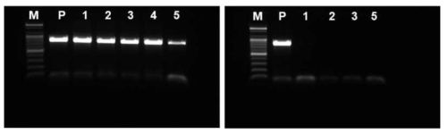 SMYEV 감염묘의 열처리 및 열처리 후 생장점 배양 후의 바이러스 검정 M : marker, P : positive clone, 1-4 : MS+Ribavirin+열처리(격주), 5 : MS+열처리(격주)