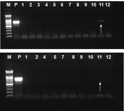 SMoV 감염묘의 열처리 및 열처리 후 생장점 배양 후의 바이러스 검정 M : marker, P : positive control, 1-12 : MS+열처리(격주)