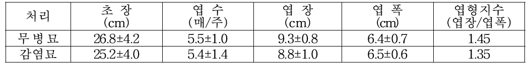 SMYEV 무병묘와 감염묘의 정식 전 묘소질