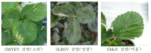 국내 육성 딸기 품종의 바이러스 감염 증상