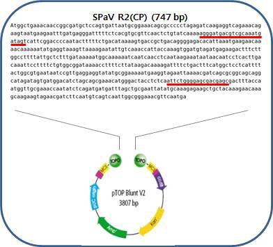 SPaV 진단용 유전자 클론 및 백터에 삽입한 유전자 염기서열(2018)