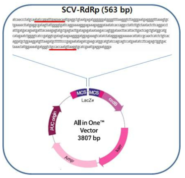 SCV 진단용 유전자 클론 및 백터에 삽입한 유전자 염기서열(2018)