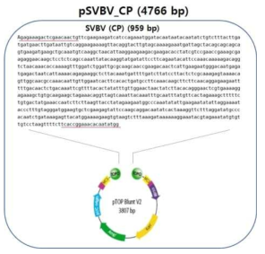 SVBV 진단용 유전자 클론 및 백터에 삽입한 유전자 염기서열