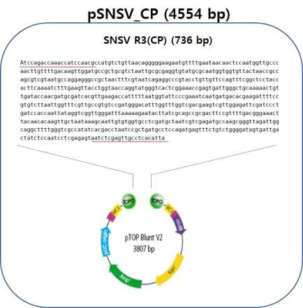 SNSV 진단용 유전자 클론 및 삽입 유전자 염기서열