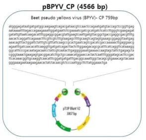 BPYV 진단용 유전자 클론 및 백터에 삽입한 유전자 염기서열