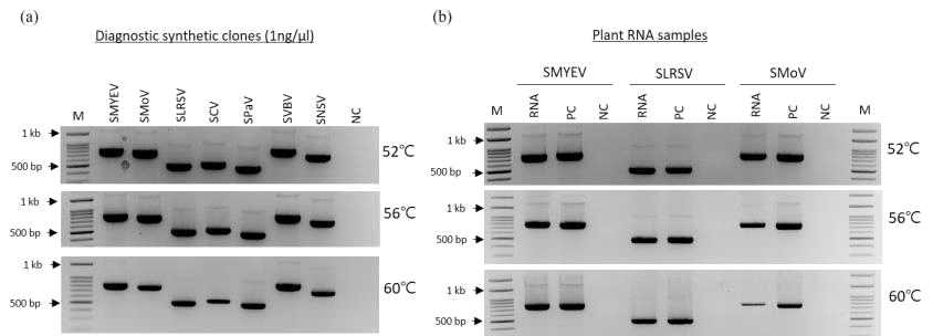 바이러스 합성클론(a)과 바이러스에 감염된 식물체의 RNA(b)를 이용한 7종 주요 딸기 바이러스의 RT-PCR 검출(2017～2020)